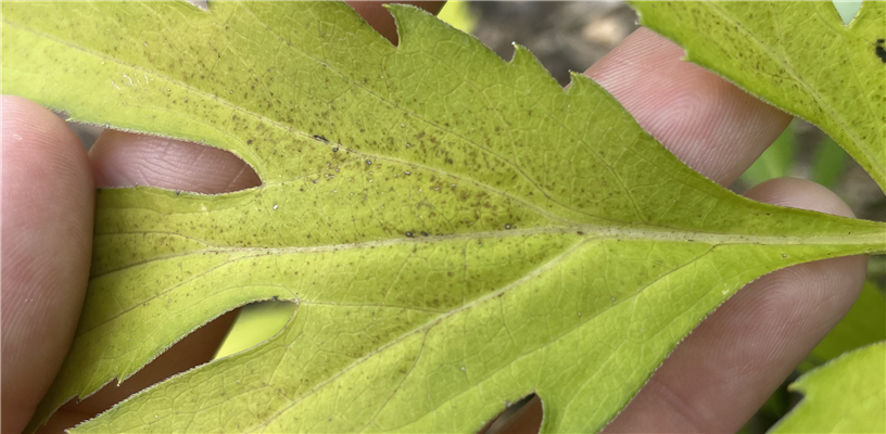 The Invisible Threat: The Impact of Ozone on Plant Health