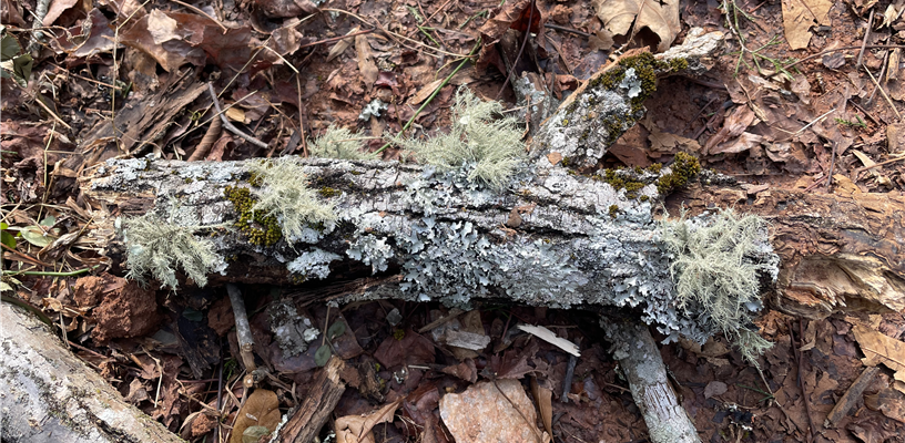 Why We Like Lichens: Nature